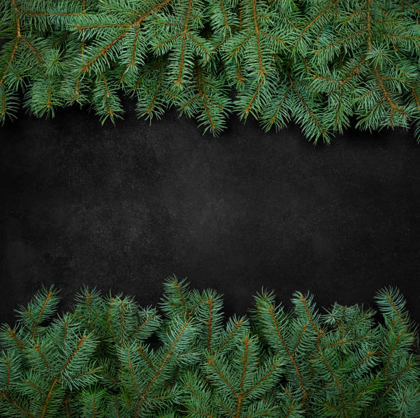 istock Branches of blue spruce on a black textured background. Christmas composition. 1340310133