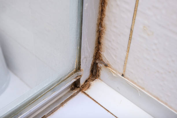 istock Mold fungus and rust growing in tile joints in damp poorly ventilated bathroom with high humidity, wtness, moisture and dampness problem in bath areas and shower 1340310137