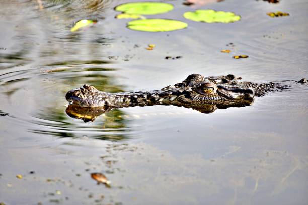 istock saltwater crocodile in the water 1340310431