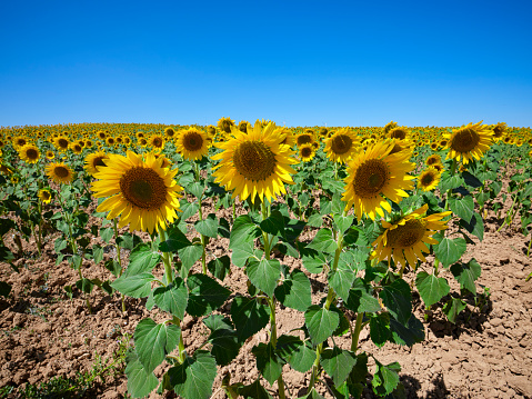 Field of sunflowers on a sunny day in summer with a sunflower in the foreground.