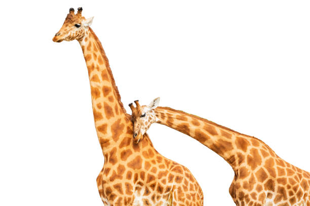 istock Two giraffes on a white background. The pose shows mutual love and affection. White background. 1340311339