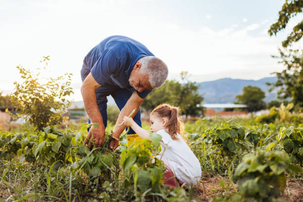 グリーンビーンズを収穫する家族 - grandparent gardening child grandchild ストックフォトと画像