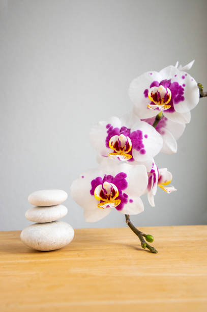 pilha de pedras brancas brilhantes construídas em torre isolada em fundo branco com flor de orquídea roxa branca em haste longa - stack rock stack stacking spa treatment - fotografias e filmes do acervo