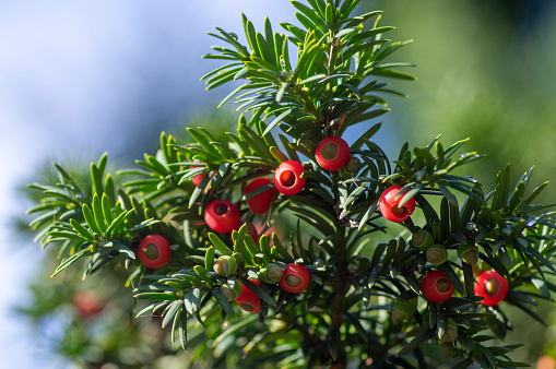 Taxus baccata European yew is conifer shrub with poisonous and bitter bright red ripened berry fruits