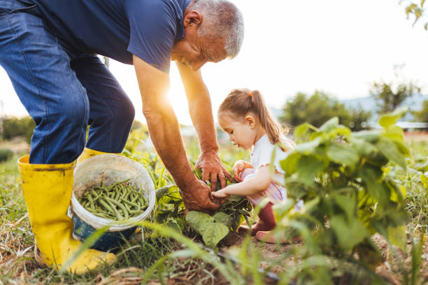 istock Family harvesting green beans 1340312011