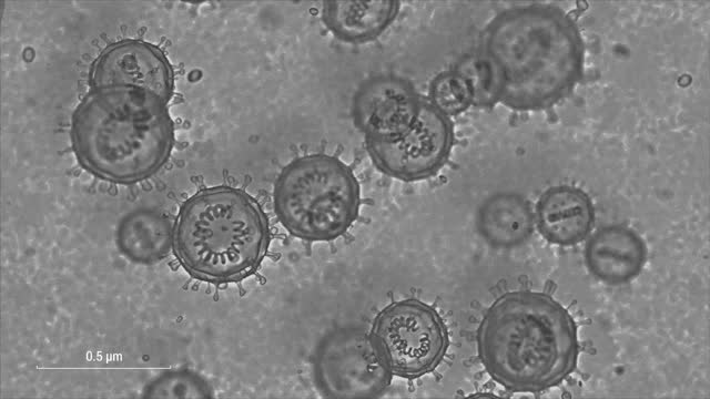 COVID-19 virus 3D render through an electron microscope