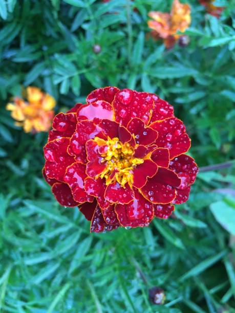 istock Tagetes in the garden after the rain 1340312735