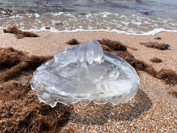 istock Large transparent jellyfish by the sea, close-up surrounded by algae 1340313132