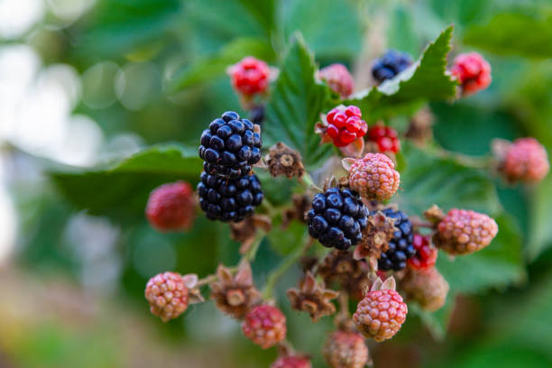 istock Large ripe blackberries hang on branches in the garden 1340314922