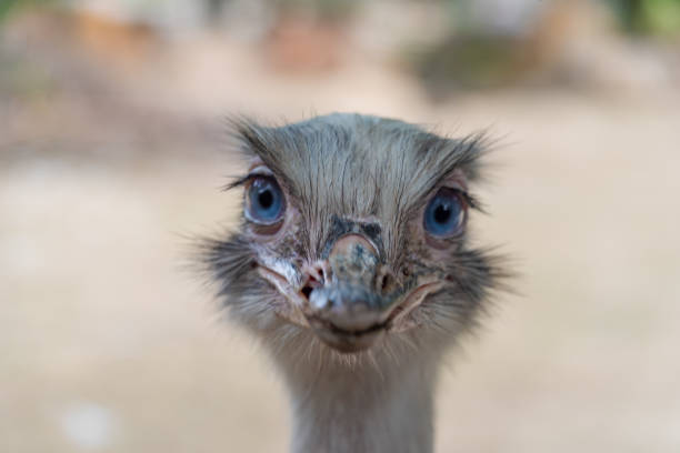 istock Emu bird head with white background in summer color day 1340315249