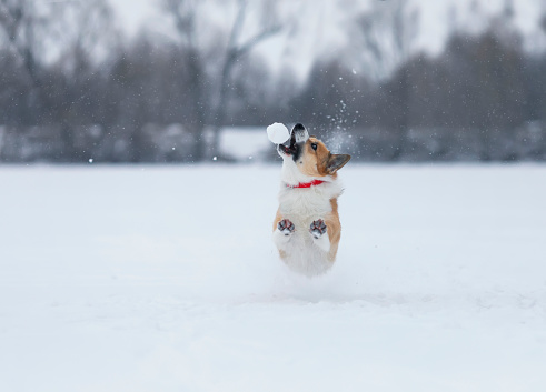 cute corgi dog puppy runs in the winter New Year's park and jumps for a white snowball