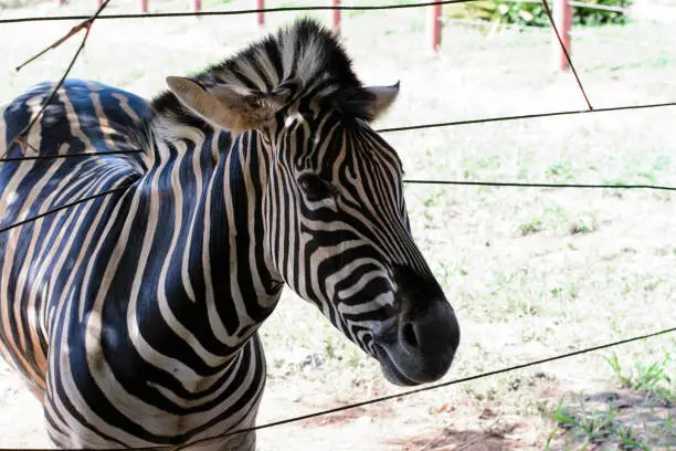 Curious zebra. Zebras are mammals that belong to the horse family, the equines, native to central and southern Africa.