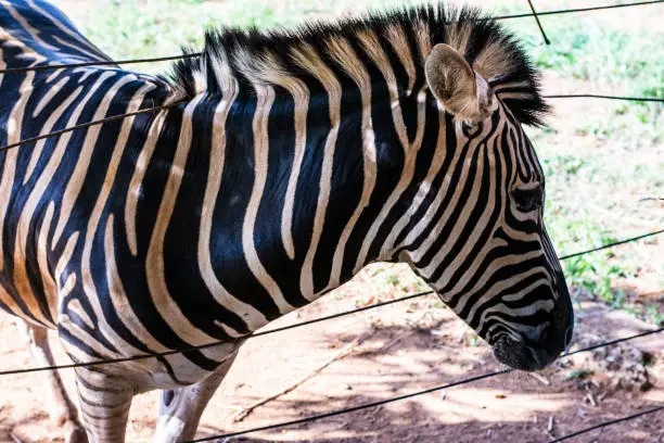 Curious zebra. Zebras are mammals that belong to the horse family, the equines, native to central and southern Africa.