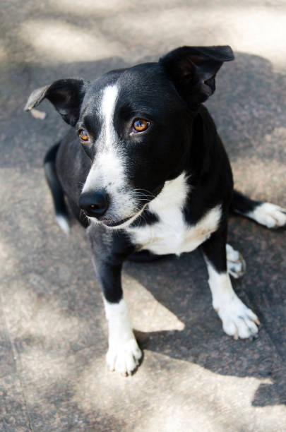 It is a dog that lives on the streets or temple and does not have an owner.