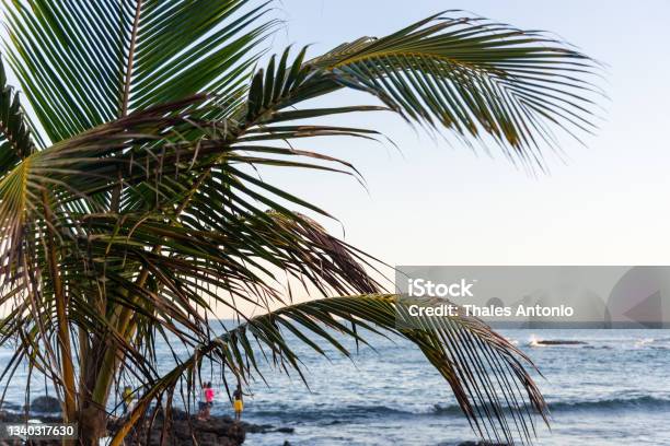 Sea Landscape From Ondina Beach With Plants Composing The Frame Stock Photo - Download Image Now