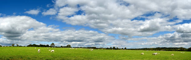 istock Panorama of sheep in a field 1340317797