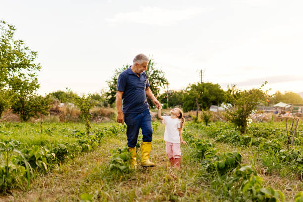 フィールドで遊んでかわいい女の子の孫娘と幸せな先輩の祖父。 - grandparent gardening child grandchild ストックフォトと画像