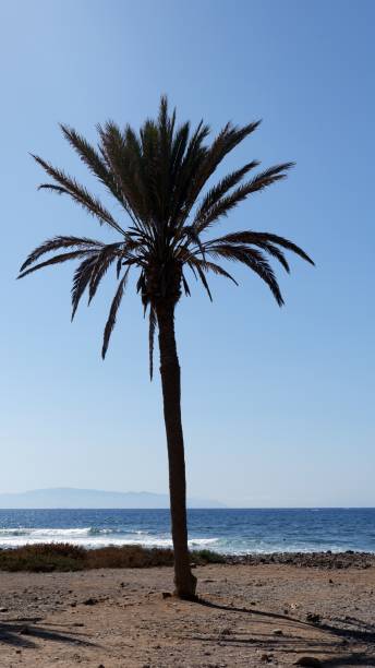 istock Single palm tree on a beach with ocean in the background 1340318040