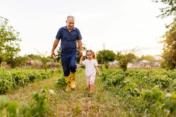 フィールドで遊んでかわいい女の子の孫娘と幸せな先輩の祖父。 - grandparent gardening child grandchild ストックフォトと画像