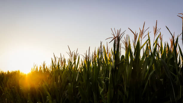 September's Edge Mature corn crop watching the sun fade into September on the last day of August in rural Illinois, USA. country road road corn crop farm stock pictures, royalty-free photos & images