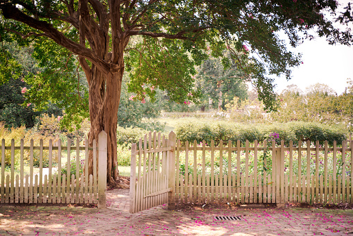 Outdoor garden scene with gate on white picket fence leading to tree and garden in summertime