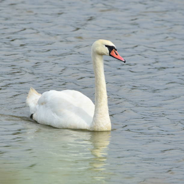elegant mute swan - plum imagens e fotografias de stock