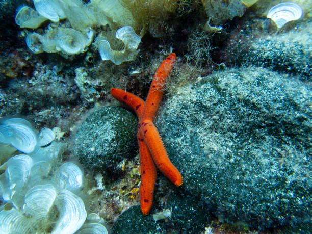 istock Diving and discovering sea life 1340326878