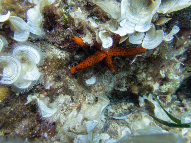 istock Diving and discovering sea life 1340326882