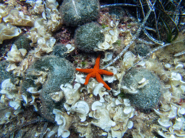 istock Diving and discovering sea life 1340326894