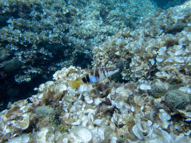 istock Diving and discovering sea life 1340326914