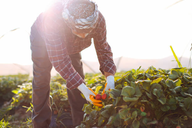 istock Farmer collecting strawberries in greenhouse. 1340329525