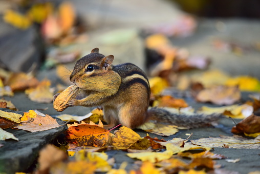 A chipmunk loads a peanut into its mouth among autmn leaves on a stone wall.