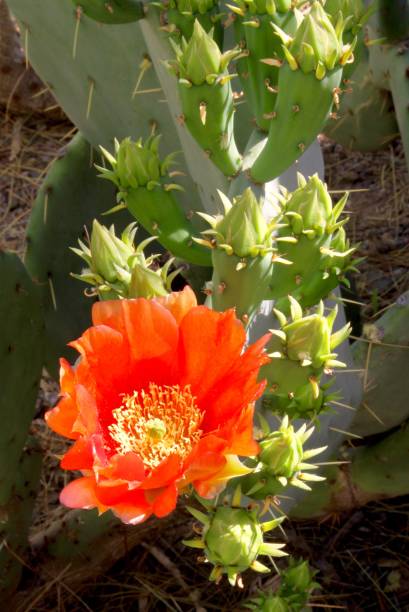 istock Bloom Of Prickly Pear Cactus 1340334205