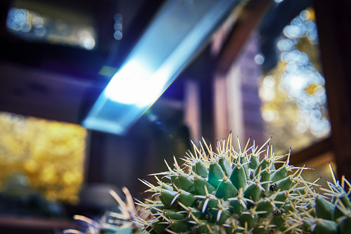 Large cactus under bright diode lamp. Growing succulents at home with artificial diode lighting