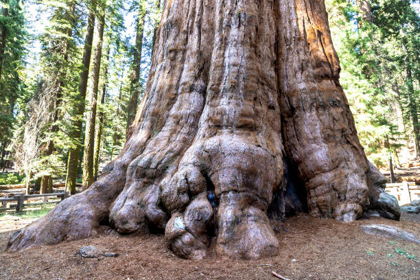 istock Sequoia National Park in California 1340335611