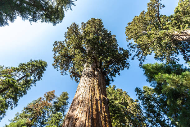 Sequoia National Park in California General Sherman Tree - Giant Sequoia in Sequoia National Park in California, USA redwood tree stock pictures, royalty-free photos & images