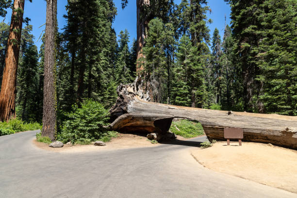 istock Sequoia National Park in California 1340335745
