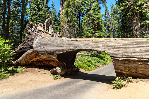 Tunnel log in Sequoia National Park in California, USA