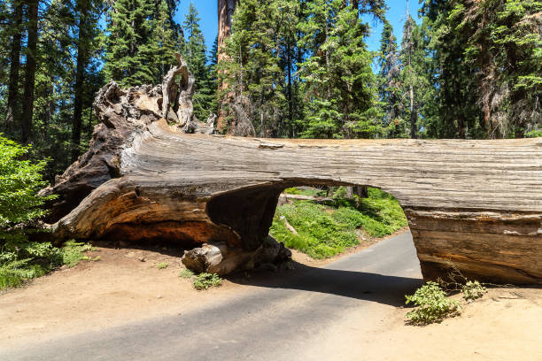 parque nacional sequoia na califórnia - sequoia national forest - fotografias e filmes do acervo