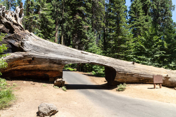 istock Sequoia National Park in California 1340335861