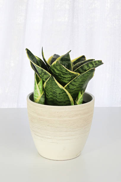istock Side view of snake plants on a white background 1340336059