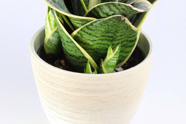 istock Closeup view of tiny snake plant pups growing 1340336063