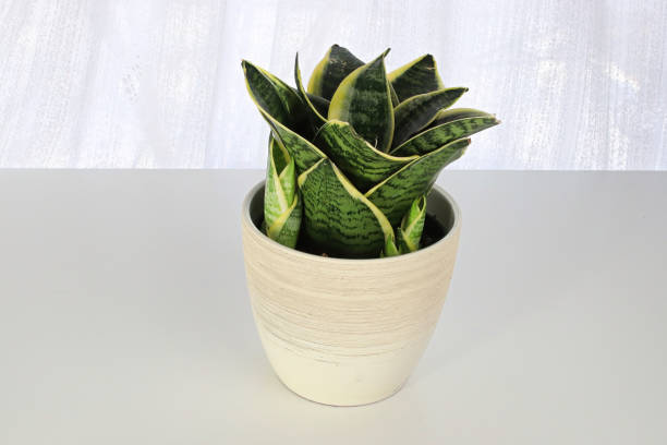 istock Side view of snake plants on a white background 1340336066