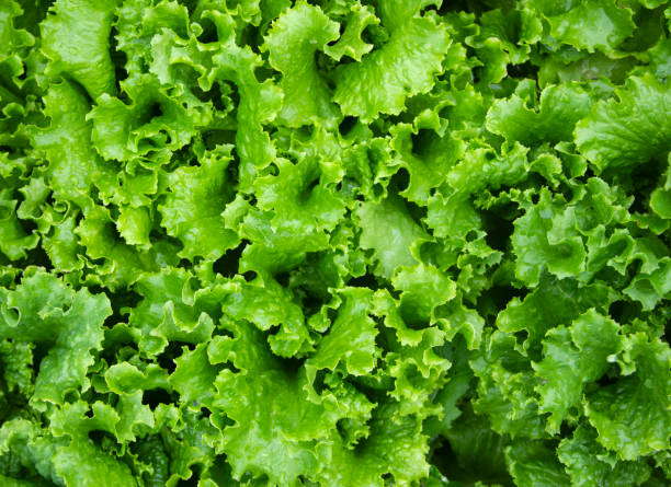 istock Green salad background. Fresh plants on the vegetable bed after rain 1340336324