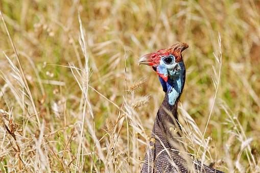 Guinea fowl hides in tall grass