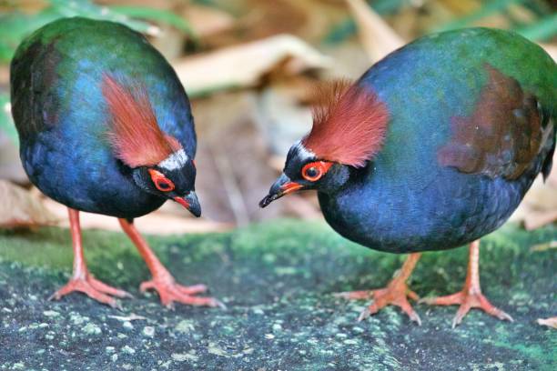 istock Two birds of a kind 1340338790
