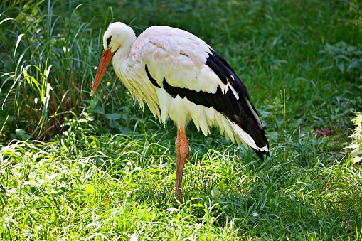 Stork looking for food in the tall grass
