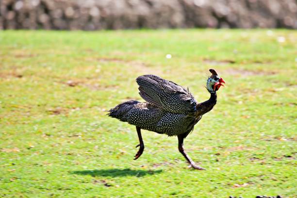 perlhuhn auf der flucht - perlhuhn stock-fotos und bilder