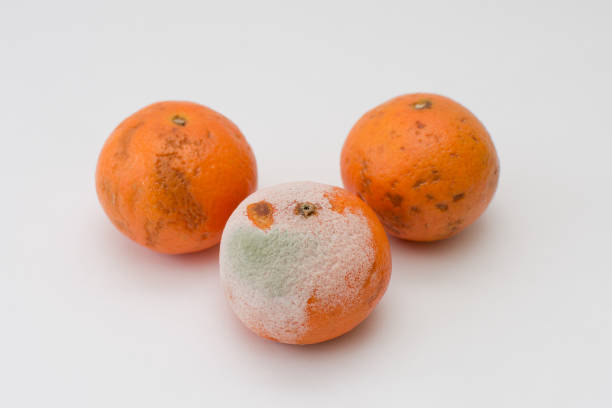 흰색 배경에 곰팡이 귤, 다음 두 악화하기 시작했다. 수평 사진, 클로즈업. - rotting orange rudeness fruit 뉴스 사진 이미지