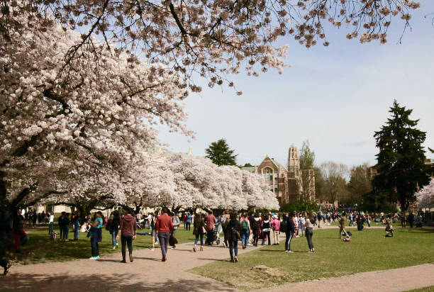On The University Of Washington Campus In Spring Blossom Time On the open campus of the Univ. of Washington in spring blossom time with many enjoying nature campus stock pictures, royalty-free photos & images